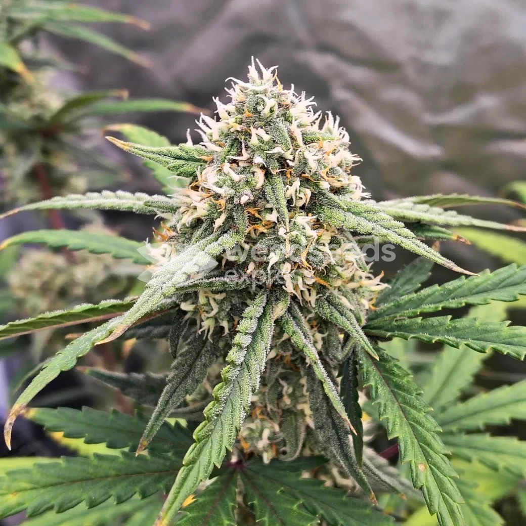 Permanent Marker Feminized by WeedSeedsExpress grown by Dabking